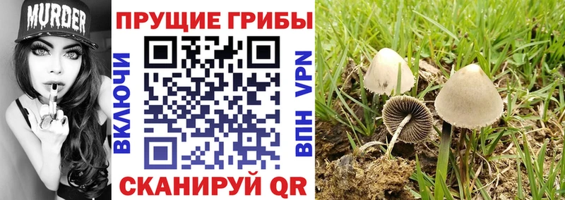 Галлюциногенные грибы Psilocybe  KRAKEN маркетплейс  Нижнеудинск 